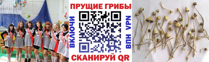 Галлюциногенные грибы мицелий  Буйнакск 